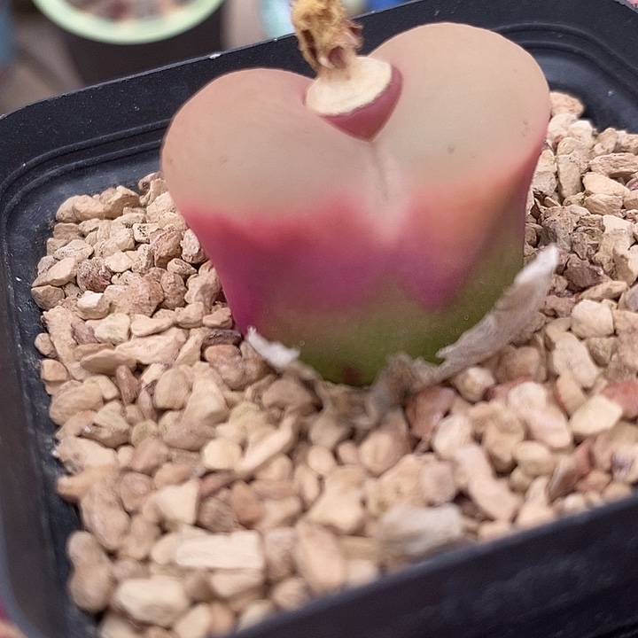 3164大颗果冻窗一颗