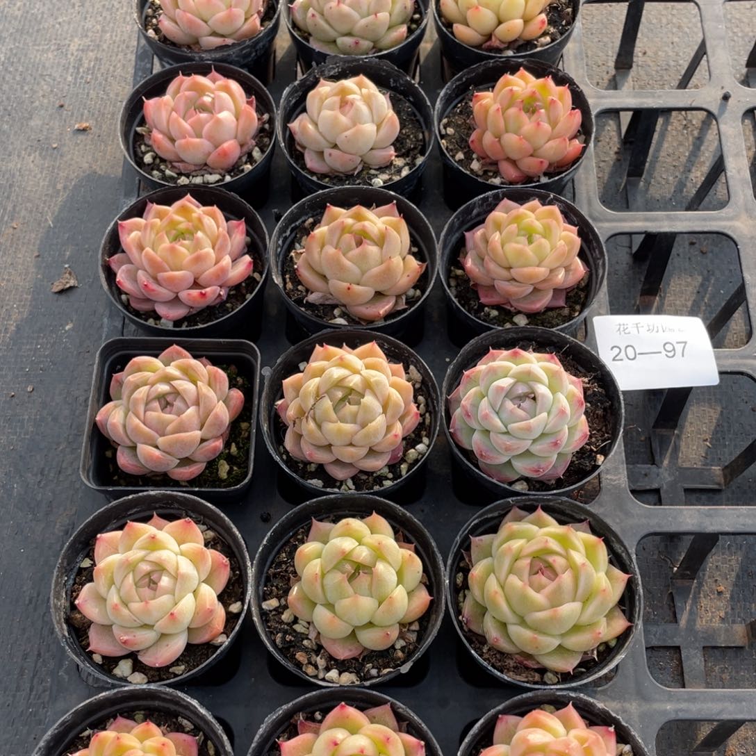 1***_一物一拍18棵20-97