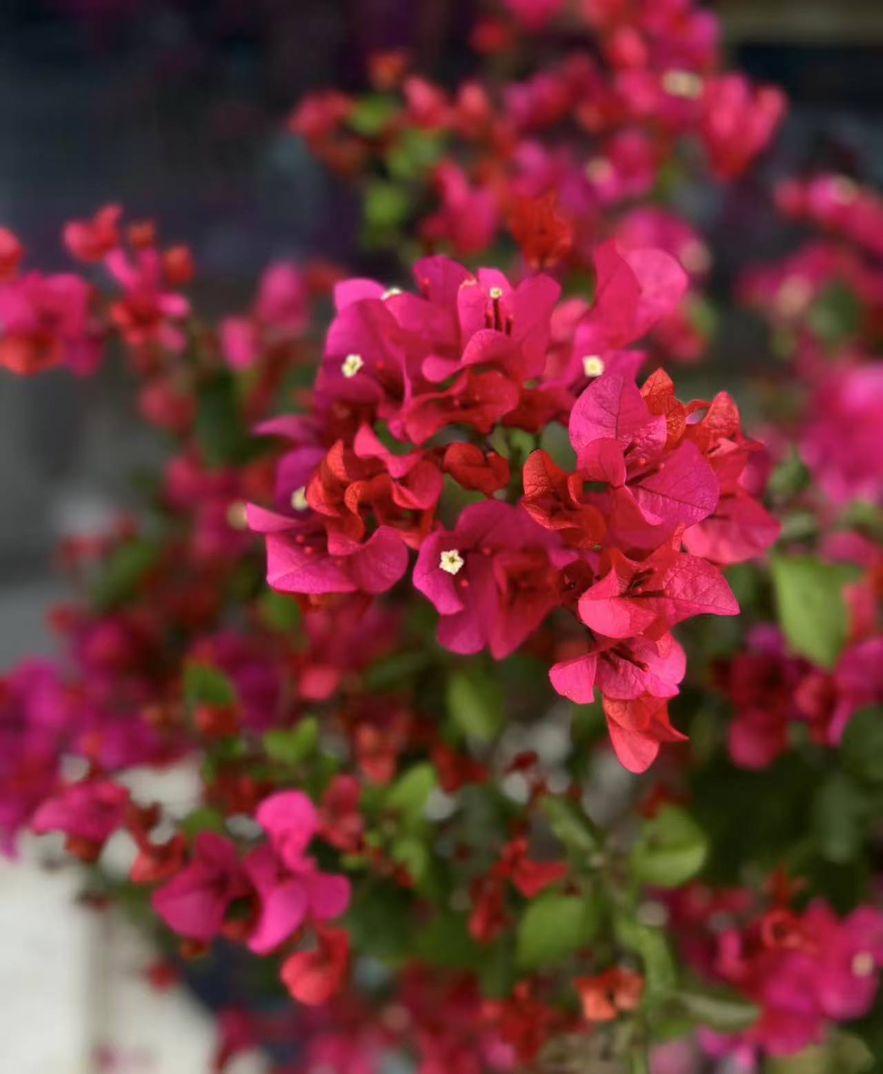 【中国红】三角梅四季开花好养盆栽原生根阳台庭院可爬藤