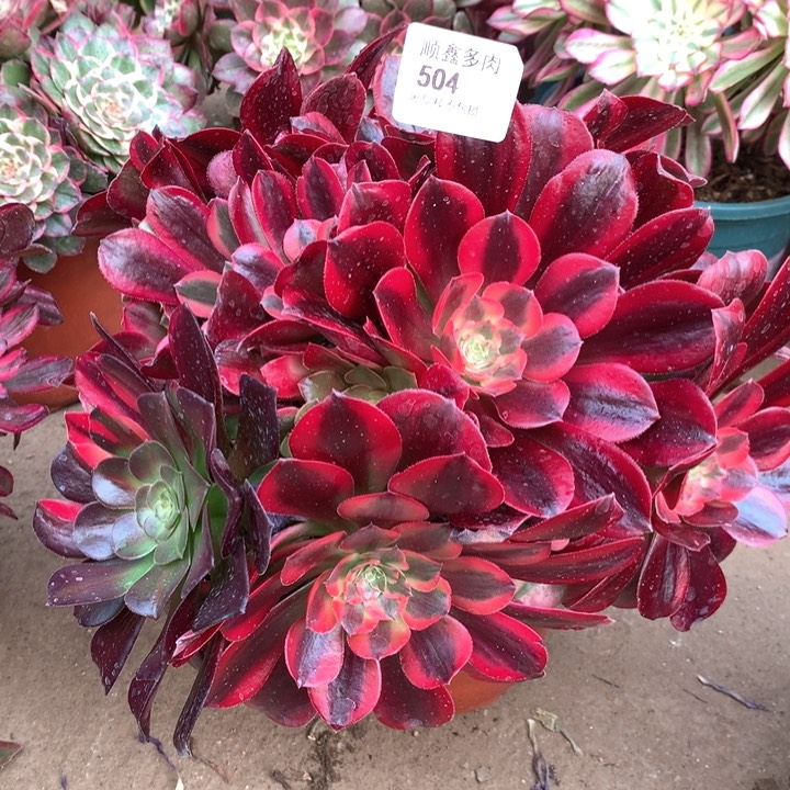 504蒙娜丽莎多肉植物
