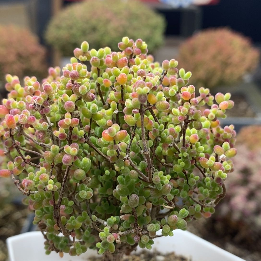 蜜橘糖球4637年后发货