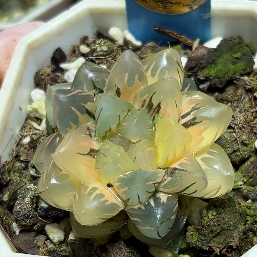 恭喜发财大吉大利0360水中月