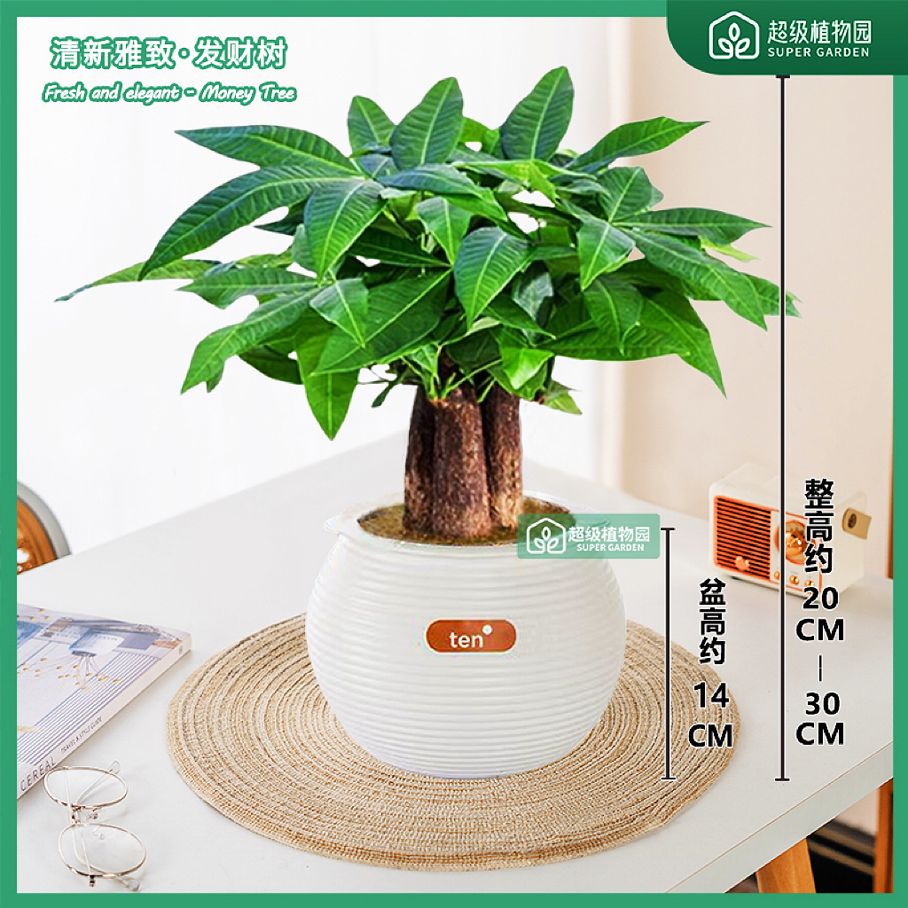  发财树小盆栽室内植物办公室桌面装饰摆件客厅招财绿植