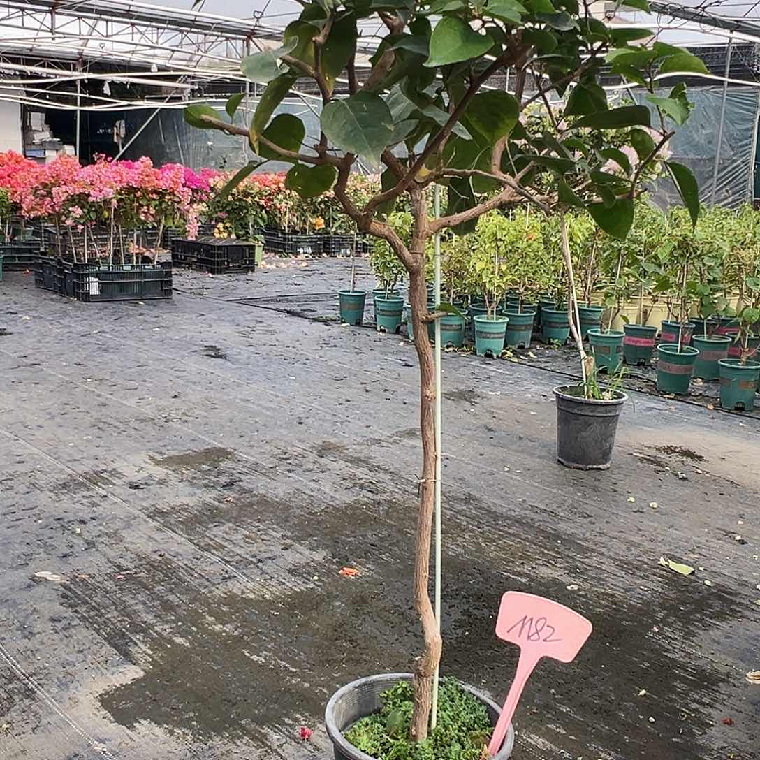 @***晚大部分花苞少量开放M82凤凰