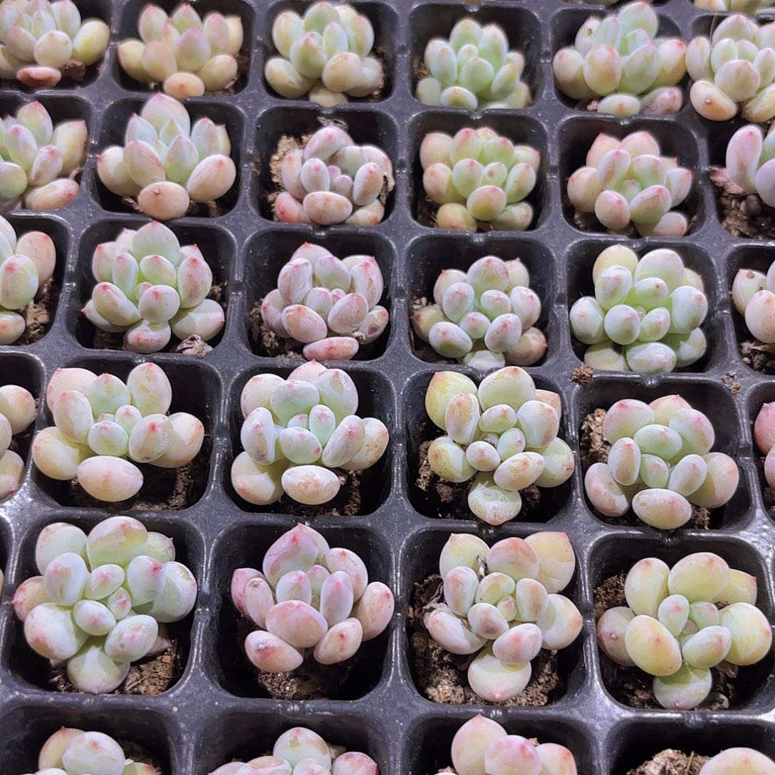 小穴苗香水2米2颗