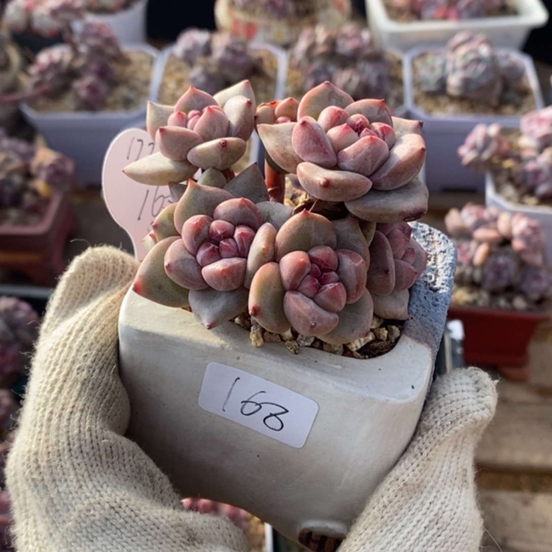 m***o小脸多头哈哈哈树