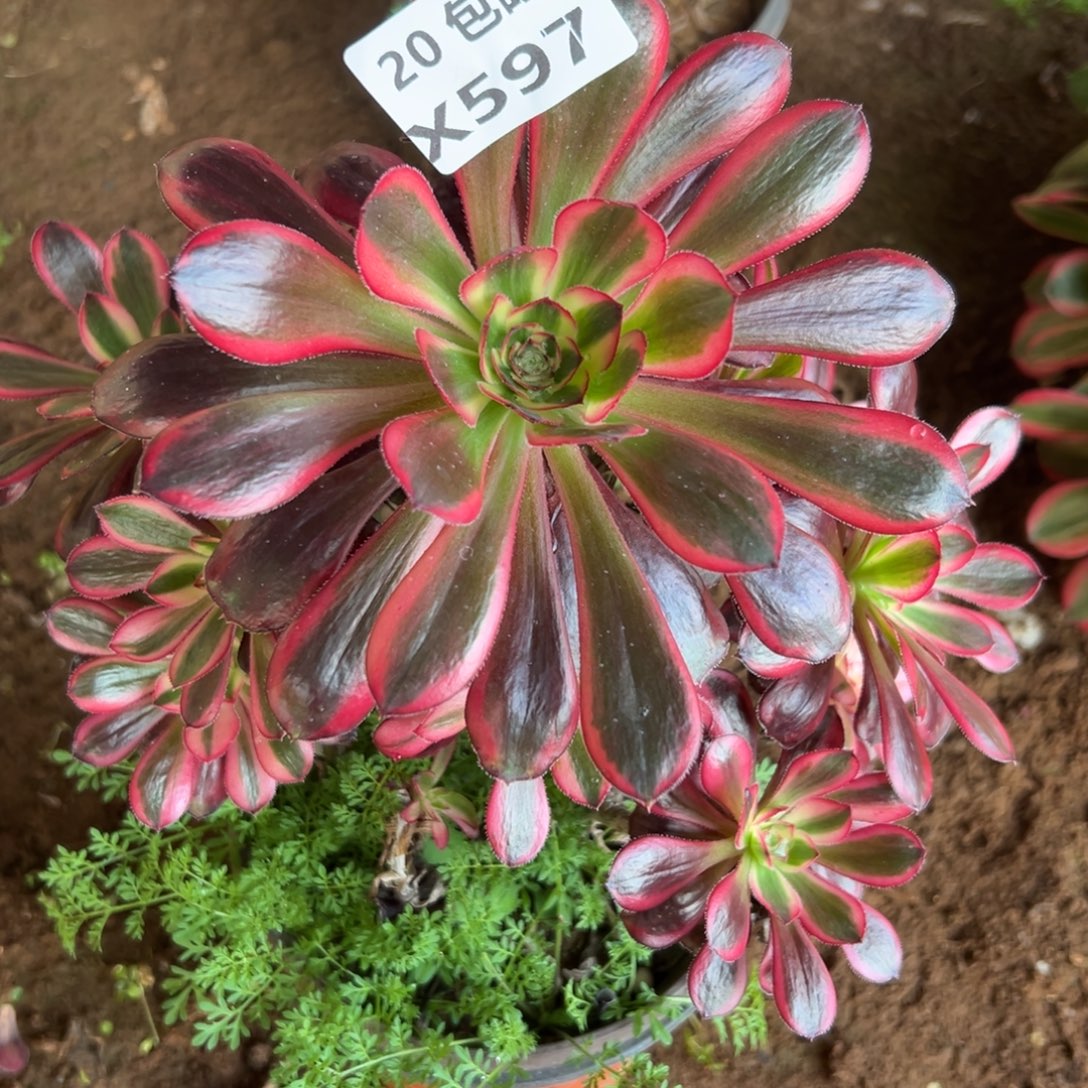 597香奶奶，满20包邮