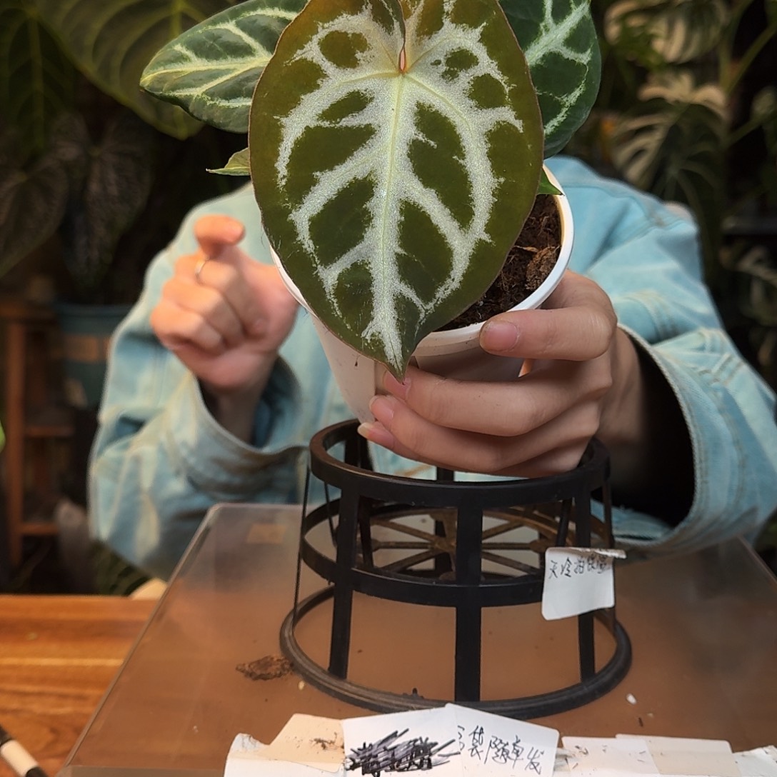 不开花植物L68狂战士杂银骑士