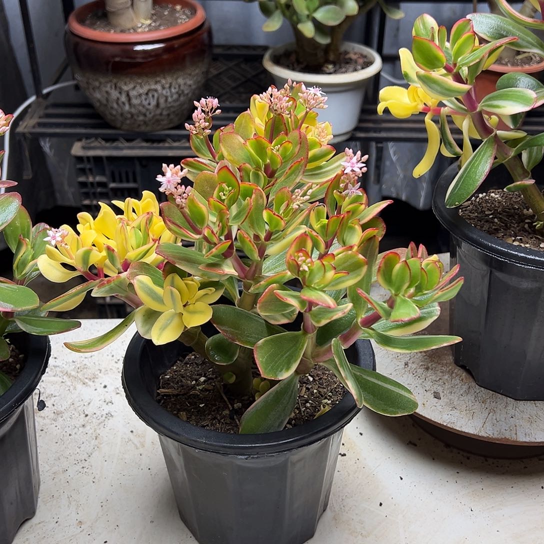 3年白锦花月带土球发货