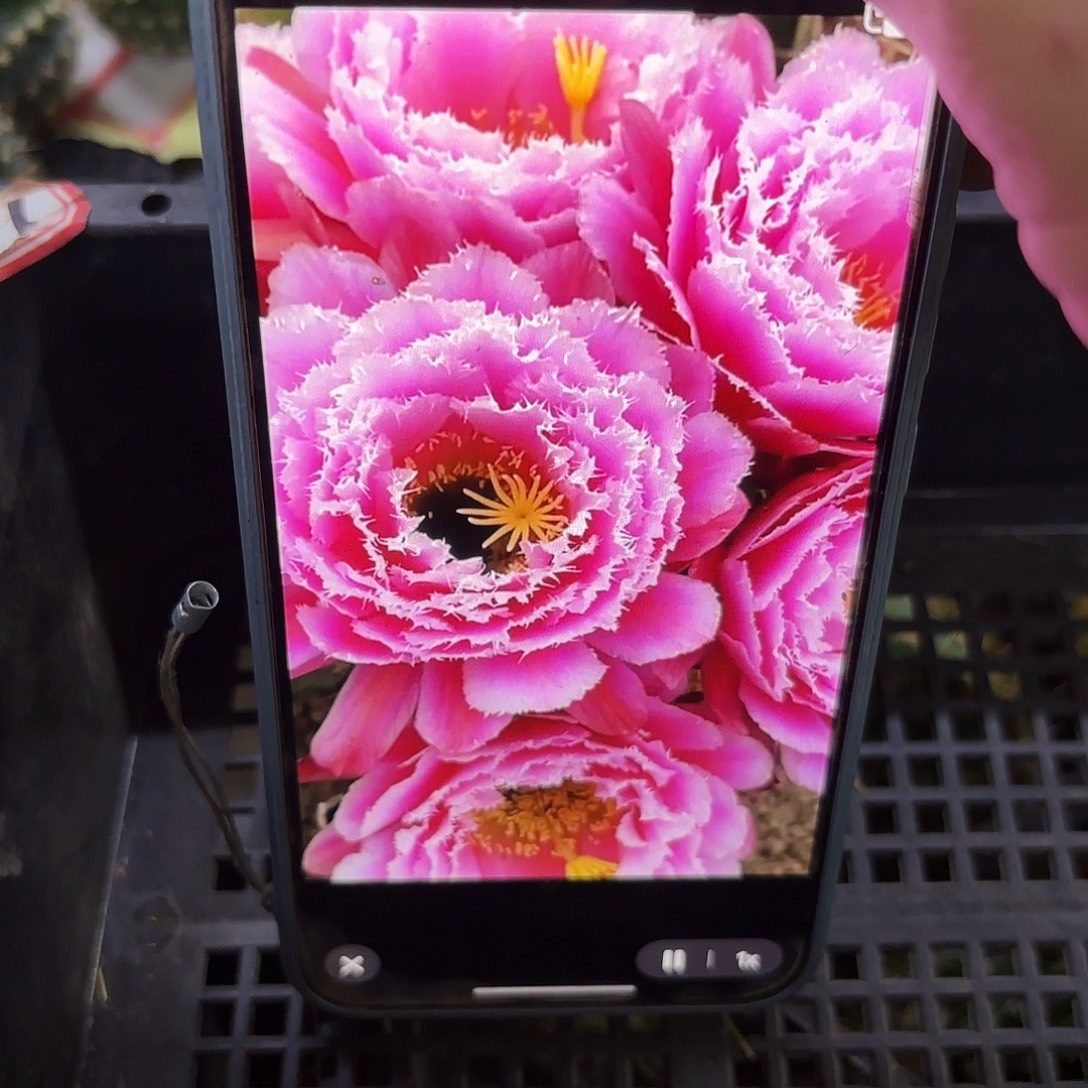 芸儿无根侧牙四五公分