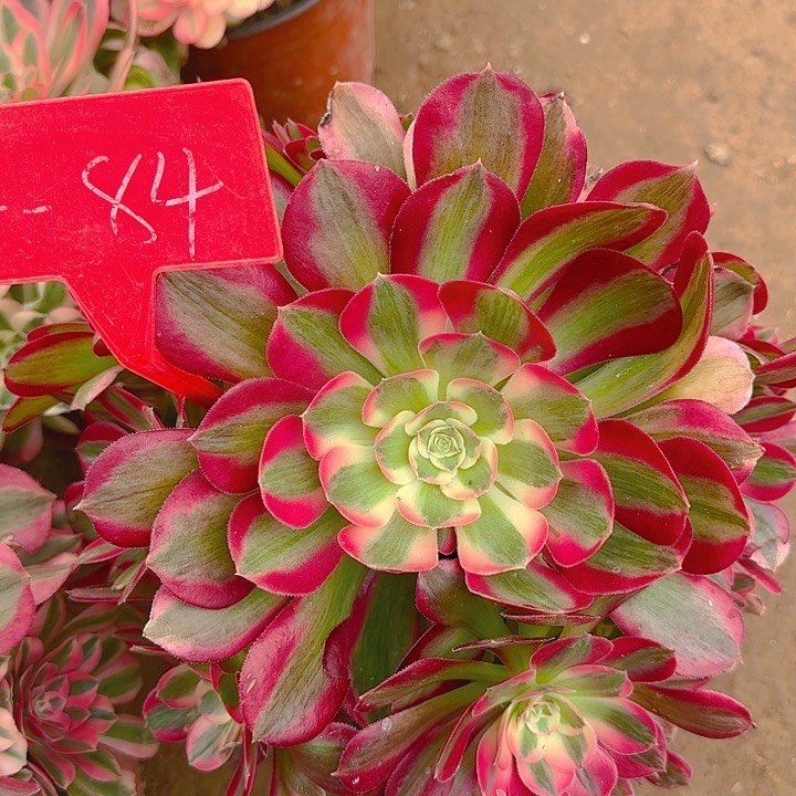 4-84粉女郎多肉法师