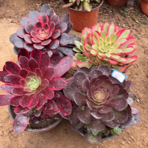 350多肉植物组合