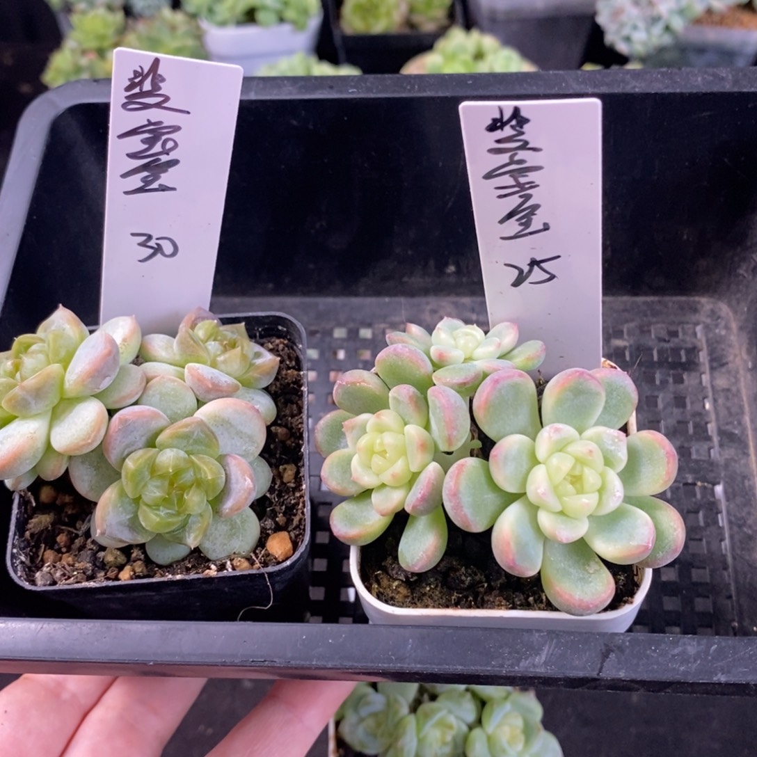 斐***宝斐宝宝两颗一组包邮