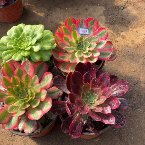 782多肉植物组合