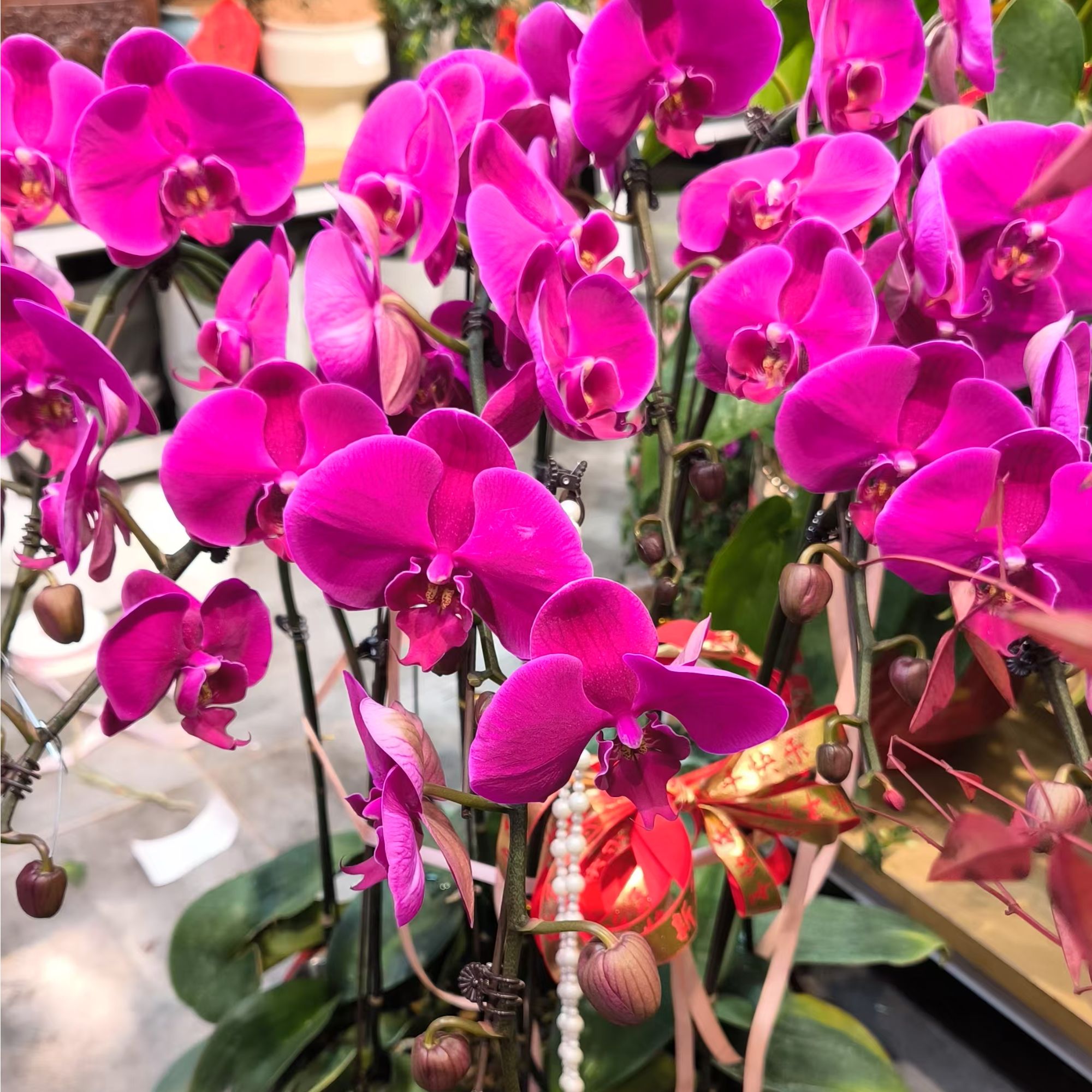 【金玉满堂】蝴蝶兰