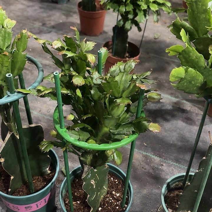李***1当前无花栽培后可以开花