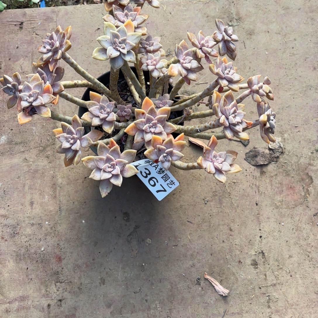 开开心心每一天象牙