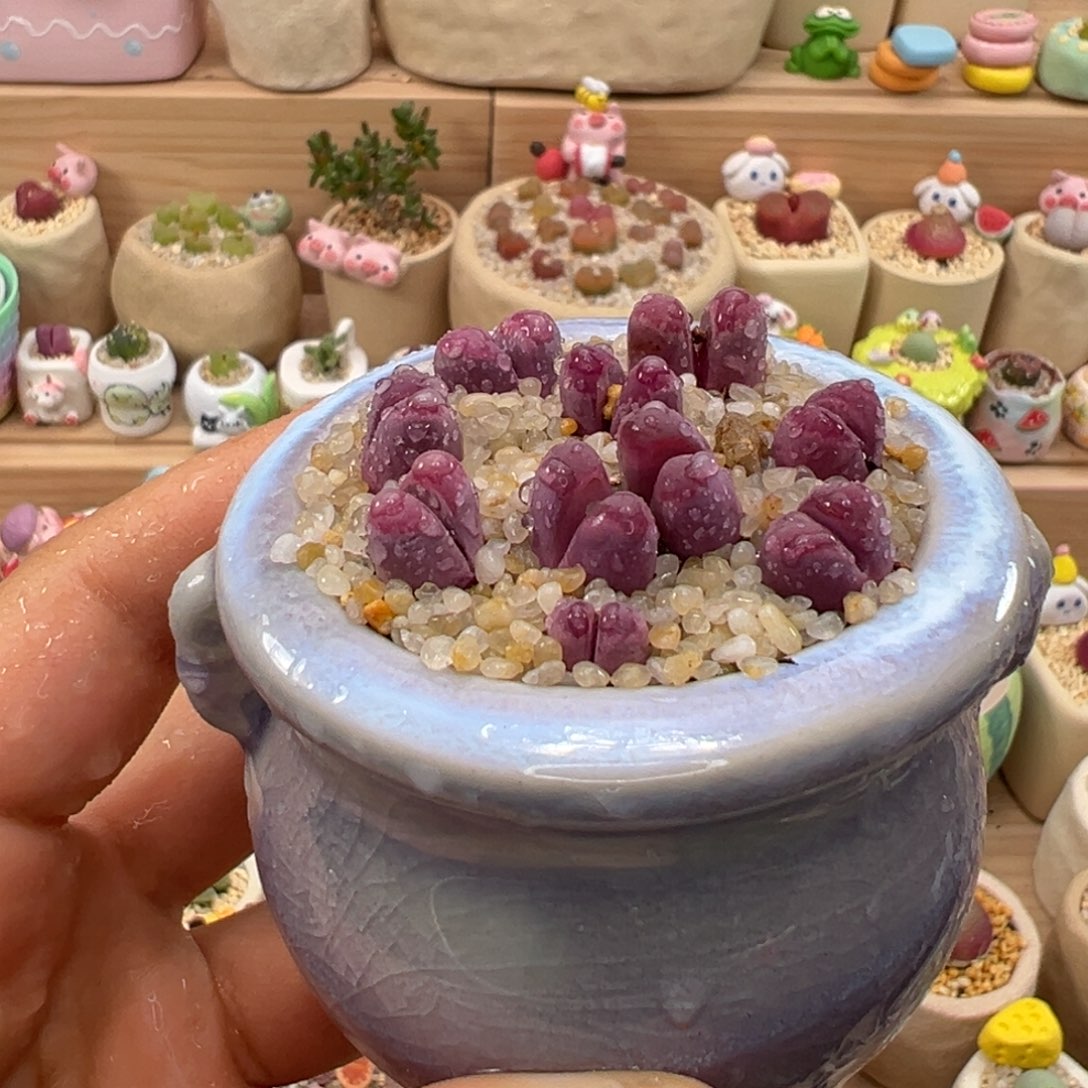 多肉植物12号红大内