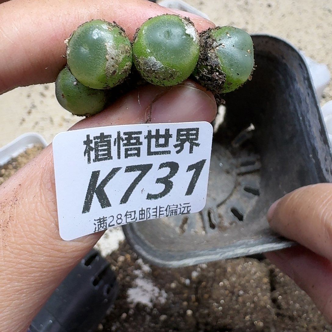 多肉植物的润泽fhnn