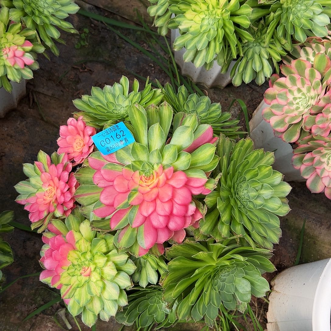 多肉植物0162知否