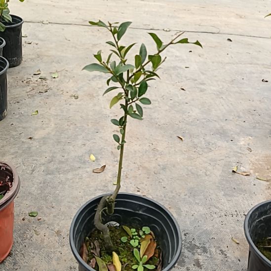 无花朵金弹子盆景园长证