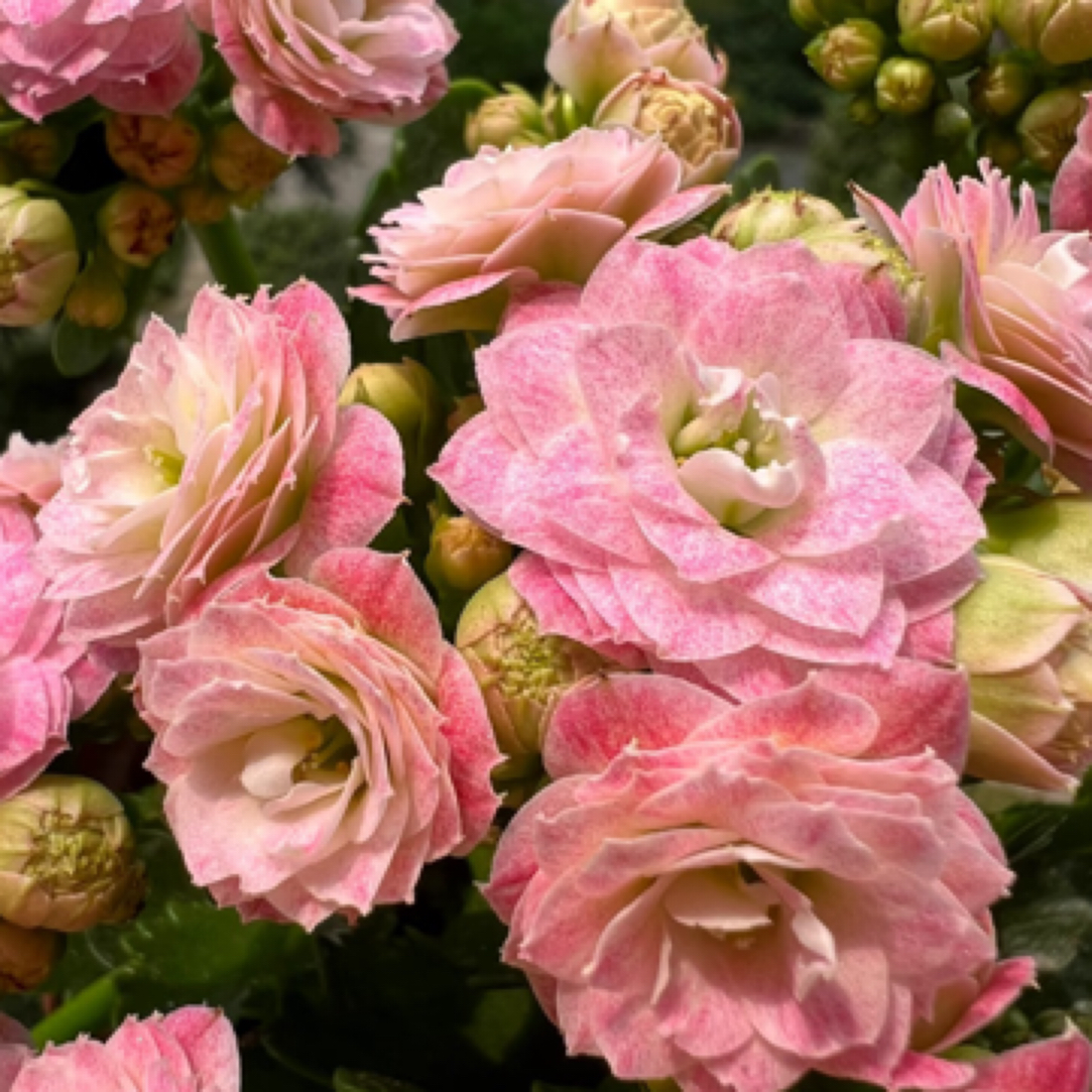 （110盆浪漫樱花）重瓣大花 一代种苗 基地直发