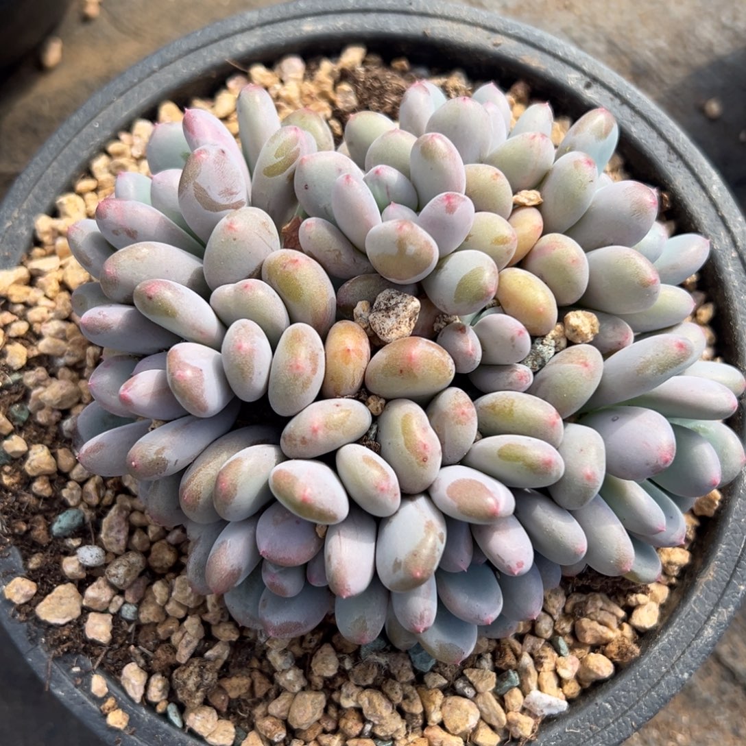 1102219 香香雪美人群生