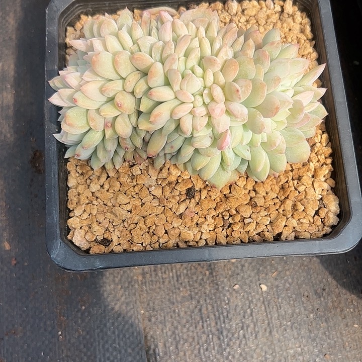 【闪购商品】橙子缀