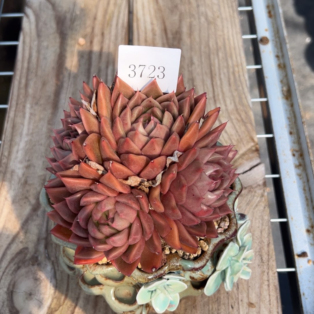 巧****姐3723多肉多多多多多