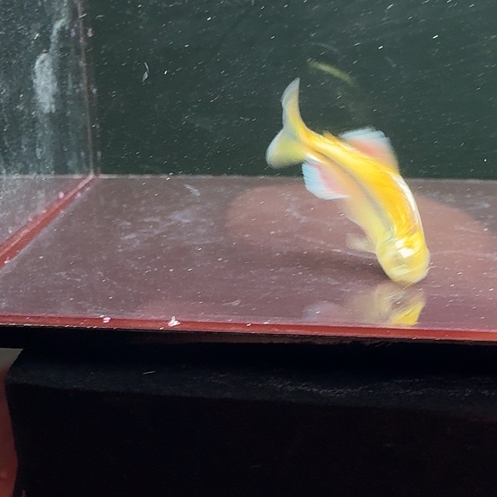 海水鱼白金柠檬红旗 2.5-3cm