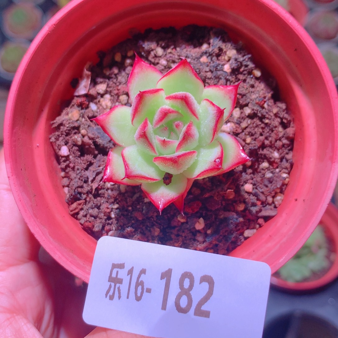 乐然16-182 梦幻女王