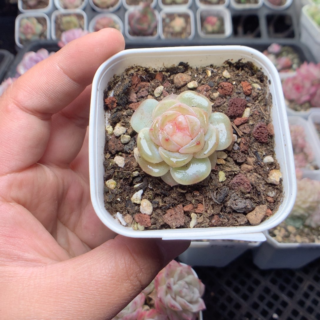 无花朵P48英语英语