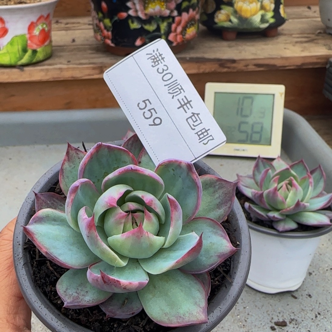 是***动569惊鸿仙子多肉单头