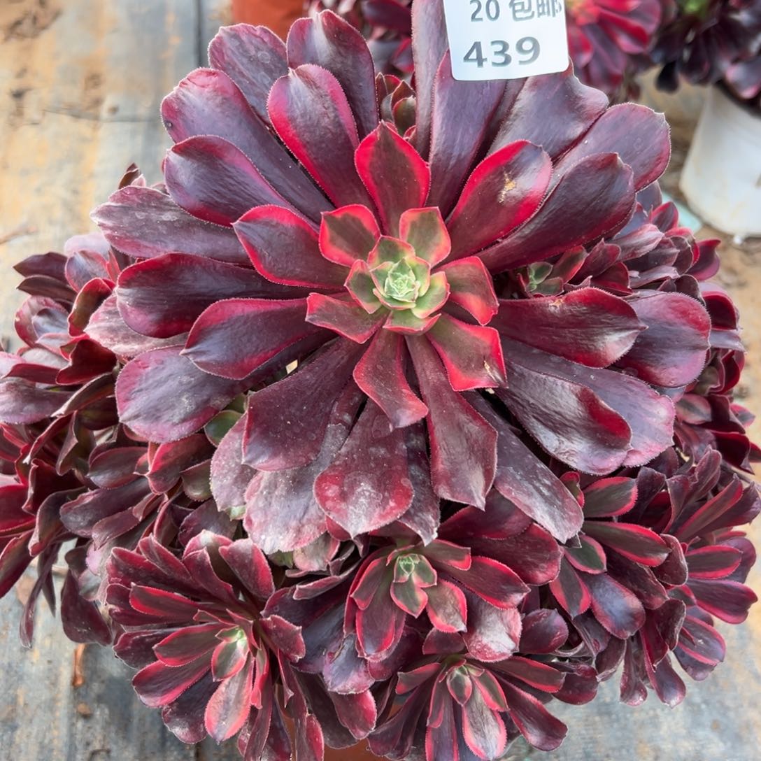 439蒙娜丽莎，满20包邮嘟叮熊