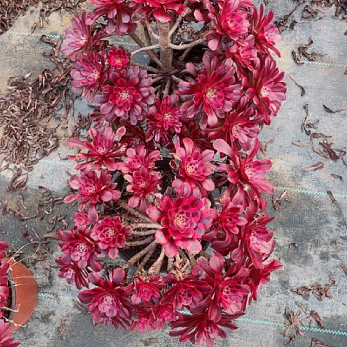 【闪购商品】法师好看也好养