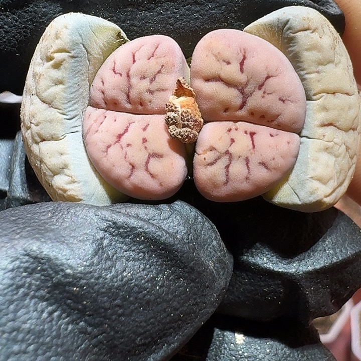 生石花1111111。      253