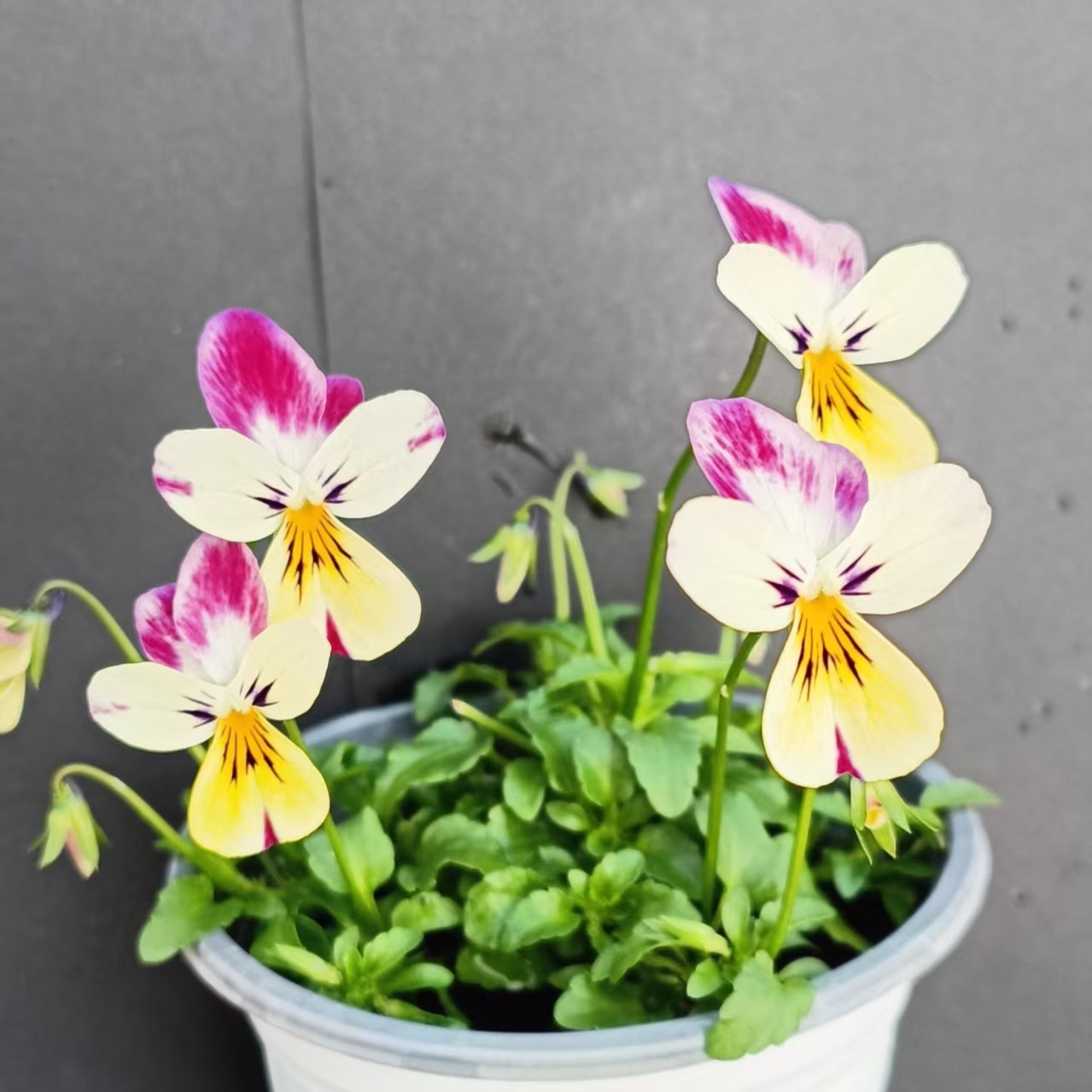 x--21角堇盆栽带花苞三色堇花卉冬季耐寒好养