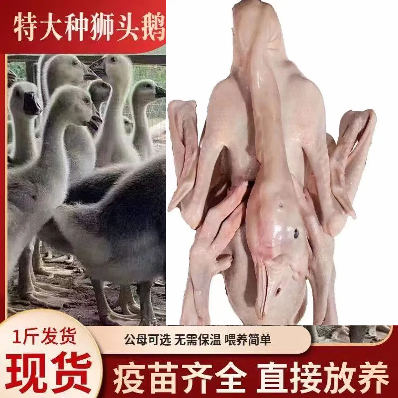【一斤左右】正宗汕头农村散养狮头鹅肉   肉质鲜美顺丰发货预包装