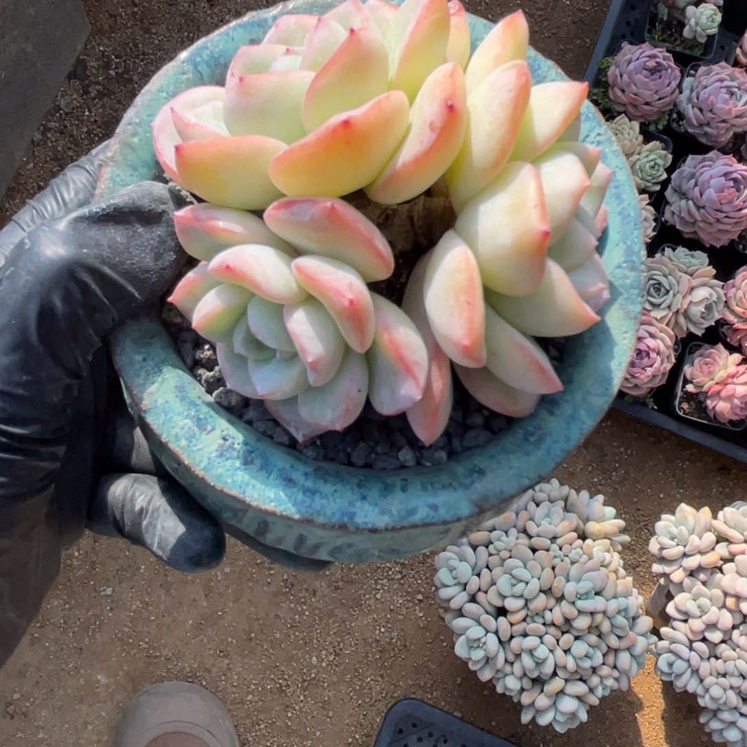 多肉植物多肉植物