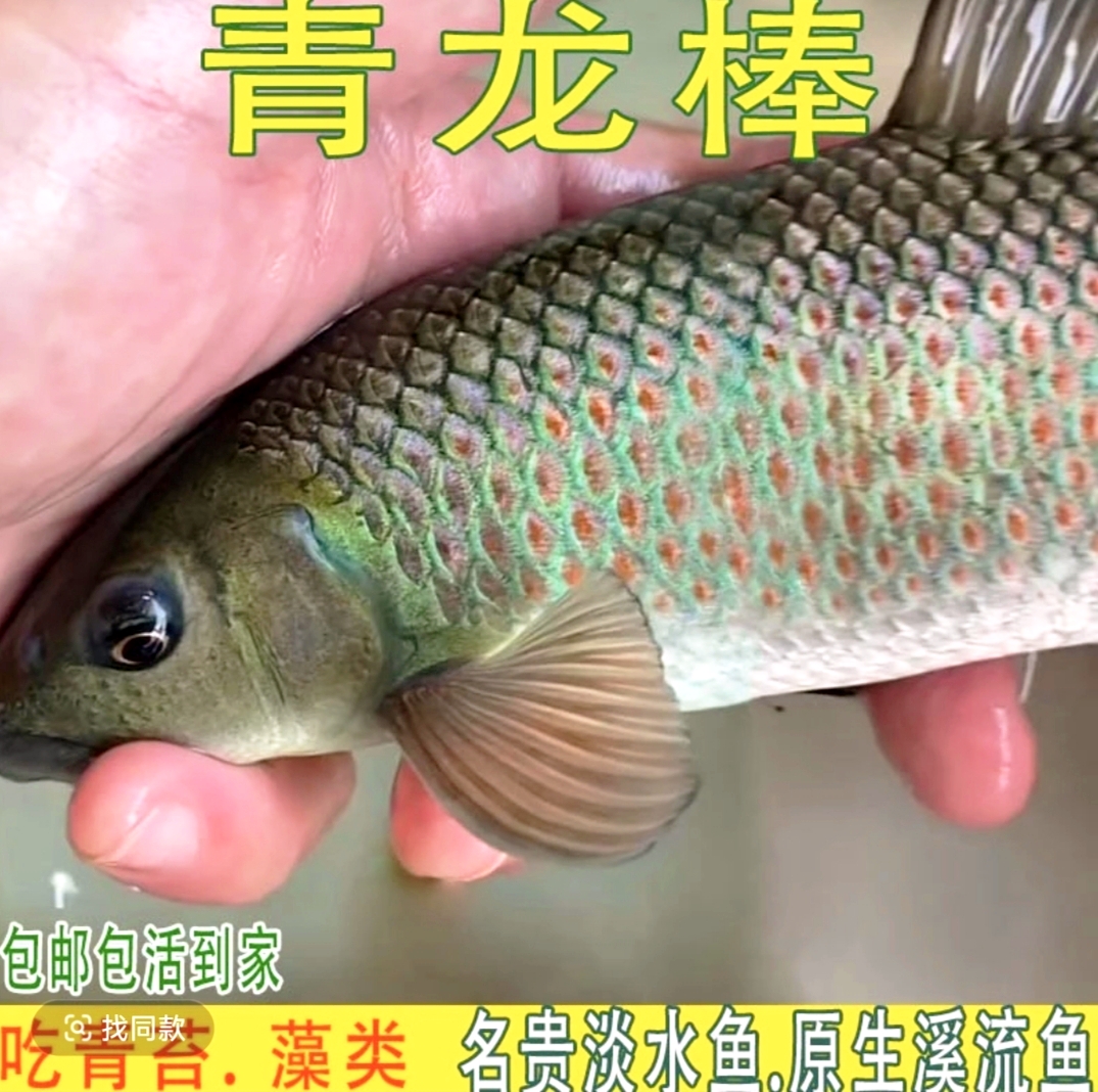 〔蓝金鳞23-25三条，青龙棒21-23三条，8-10军鱼10条，招财鱼10条〕