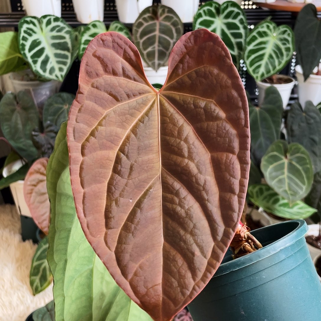 完全开放黑麻麻杂奢华