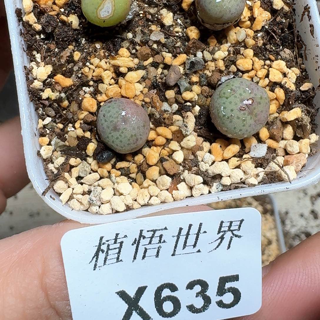635盒多肉植物哇f g