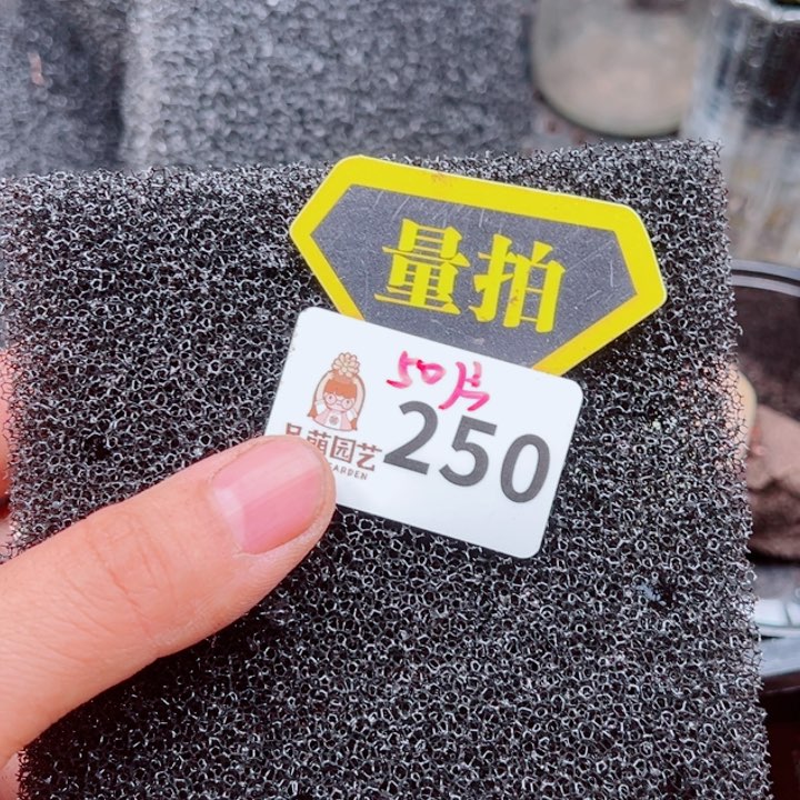 多肉植物多肉植物