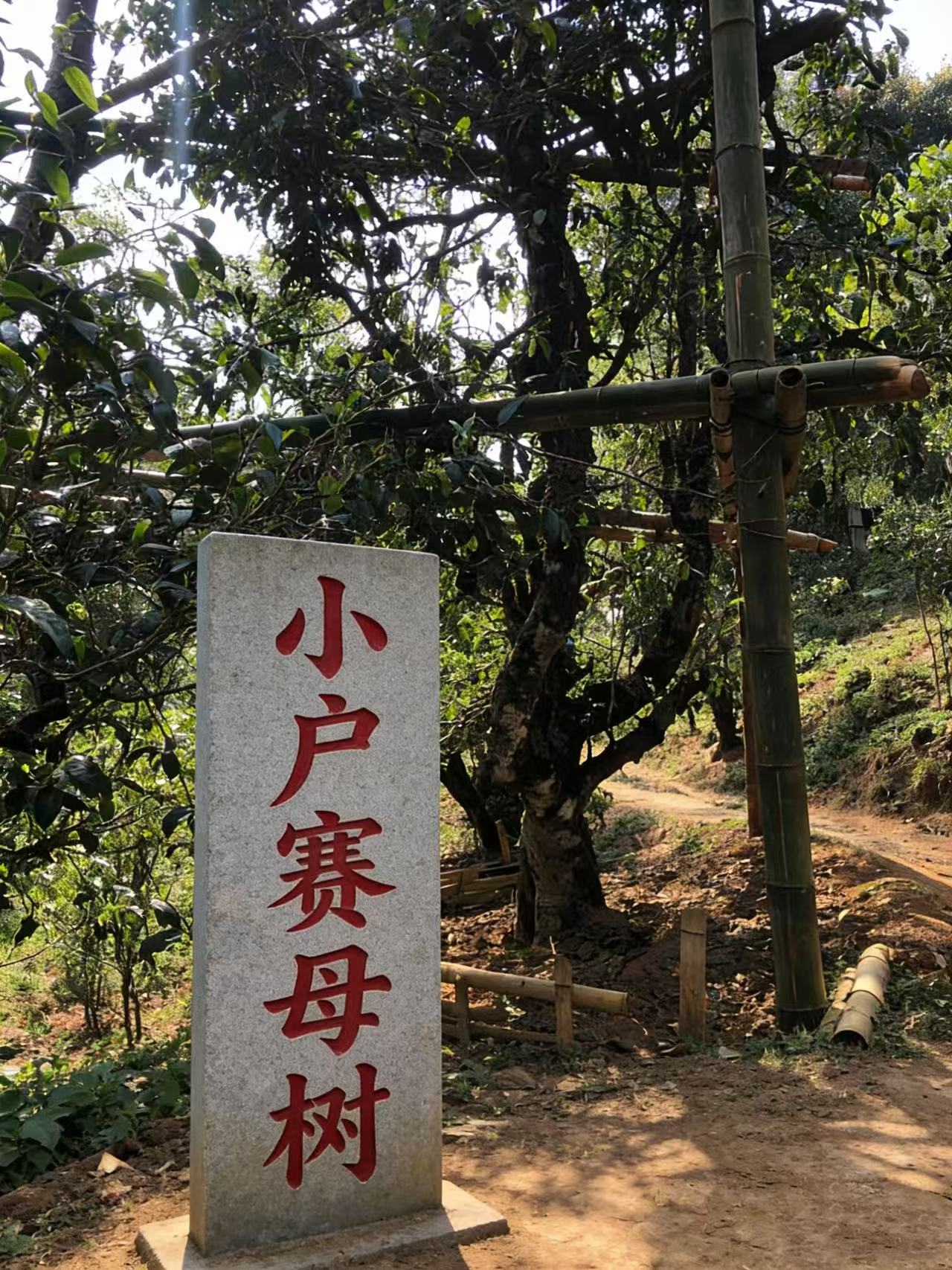 小户赛母树 700年大单株！25年小户赛头春普洱茶生茶 小户赛赛冰岛