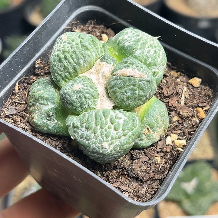 实生苗接自根牡丹一物一拍5公分