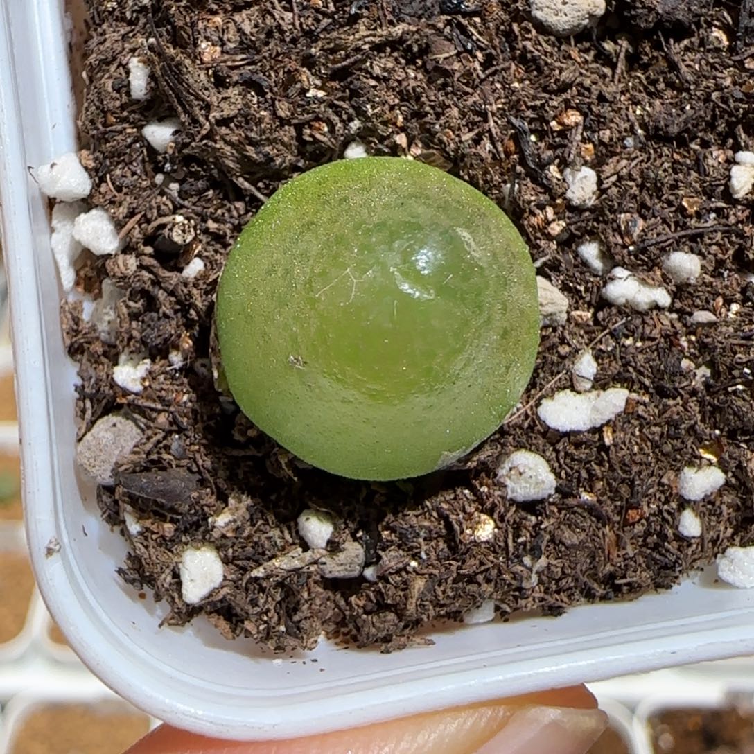 肉锥多肉植物组合-735灯泡