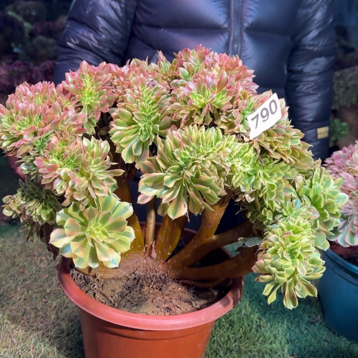 梦幻七彩法师锦缀化790