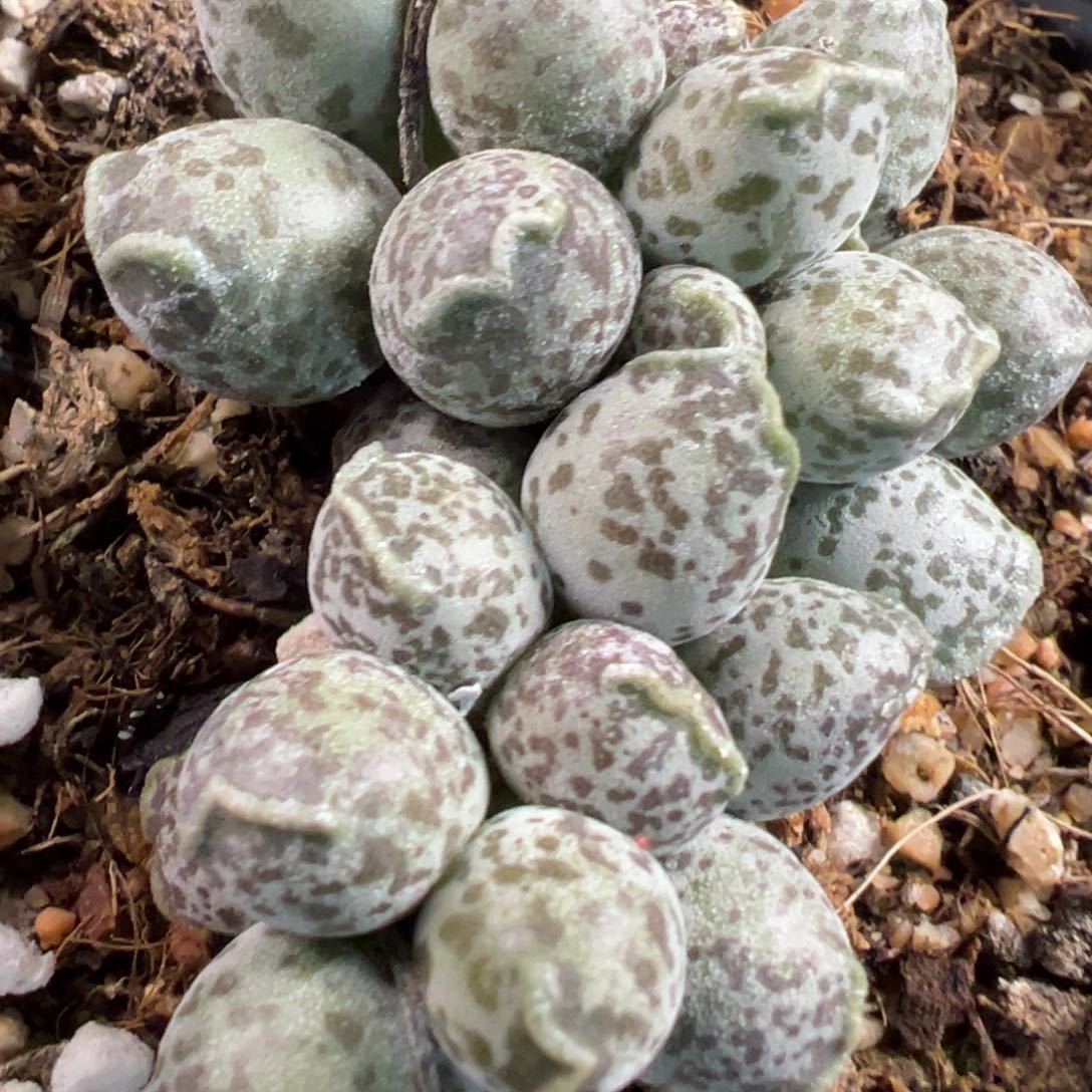 10方大老桩达摩海豹老桩多肉植物