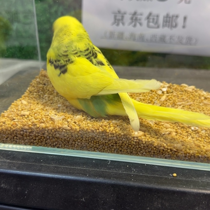虎皮鹦鹉大皮虎皮鹦鹉