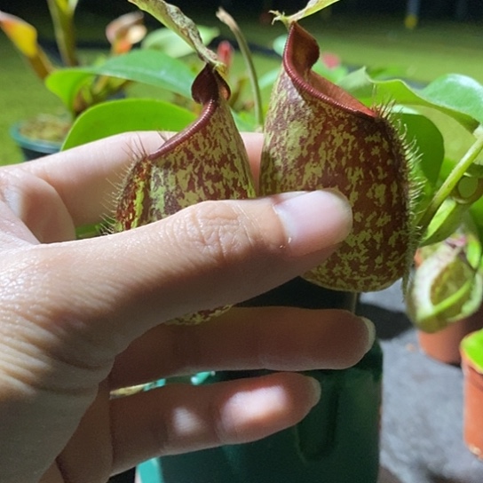 完全开放虎克猪笼草